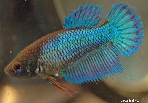 Kvinnliga Betta Fish Färgvariationer