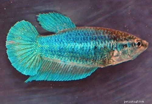 암컷 베타 물고기 색상 변형 