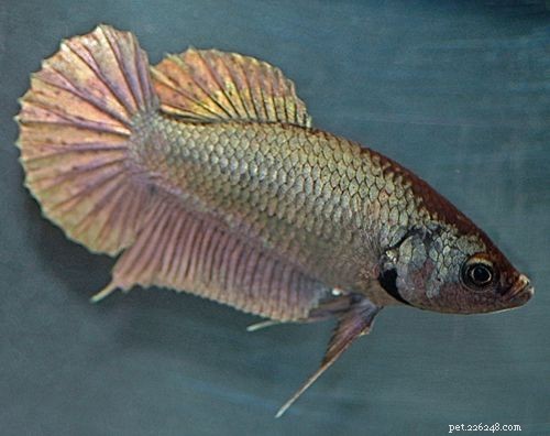 Barevné variace samice Betta Fish