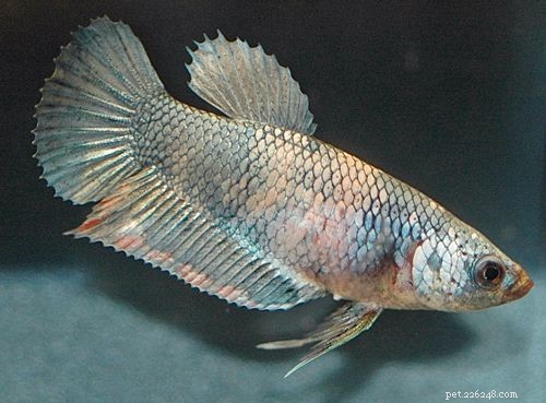 암컷 베타 물고기 색상 변형 