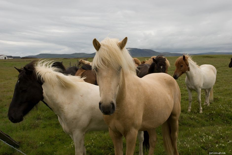 Verschillen tussen paarden en pony s