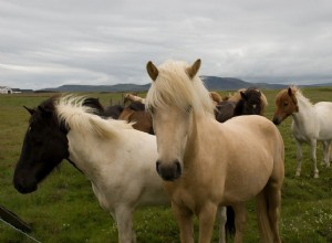 Rozdíly mezi koňmi a poníky