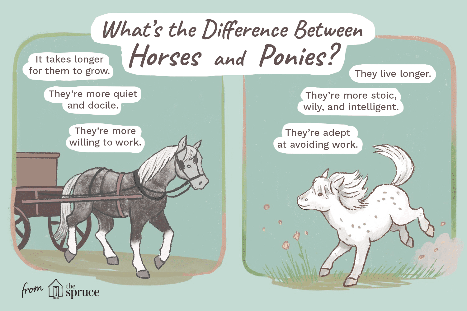 Verschillen tussen paarden en pony s