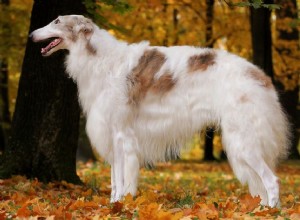 Borzoi:개 품종 특성 및 관리