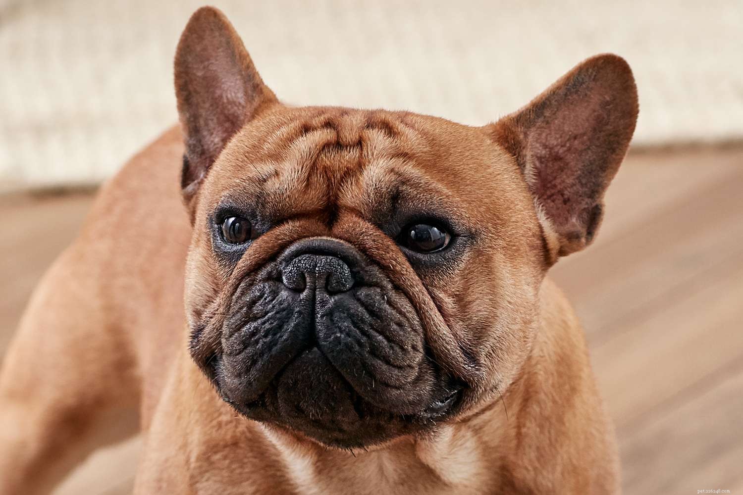 Французский бульдог (французский):характеристики породы собак и уход за ними