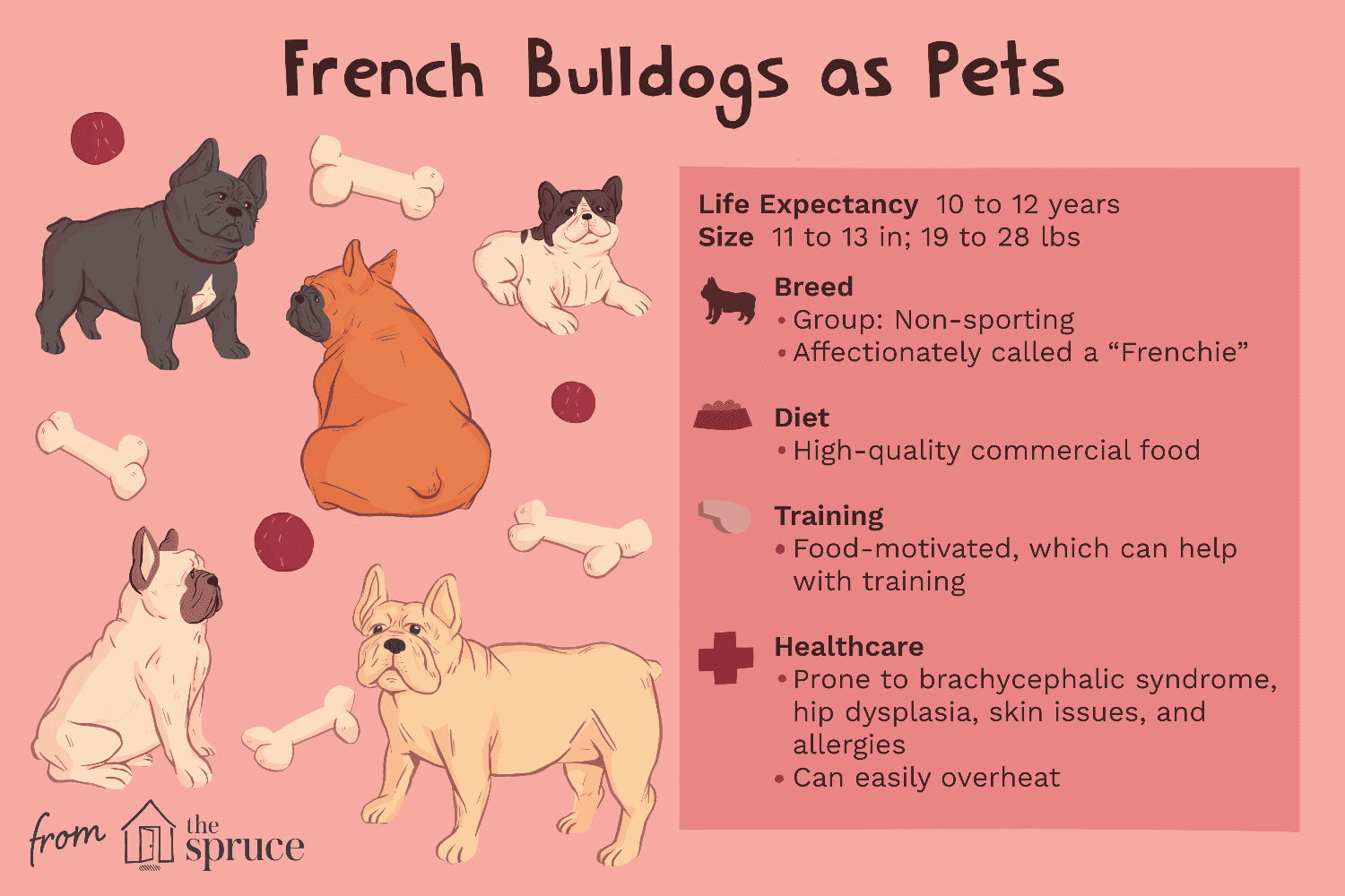 Bulldog Francês (Frenchie):Características e cuidados da raça do cão