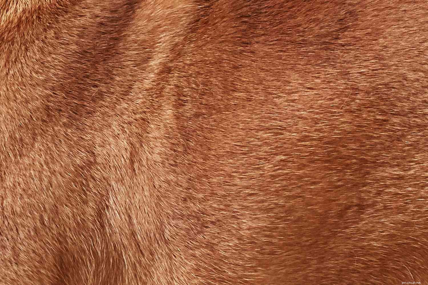 フレンチブルドッグ（フレンチブルドッグ）：犬の品種の特徴とケア 