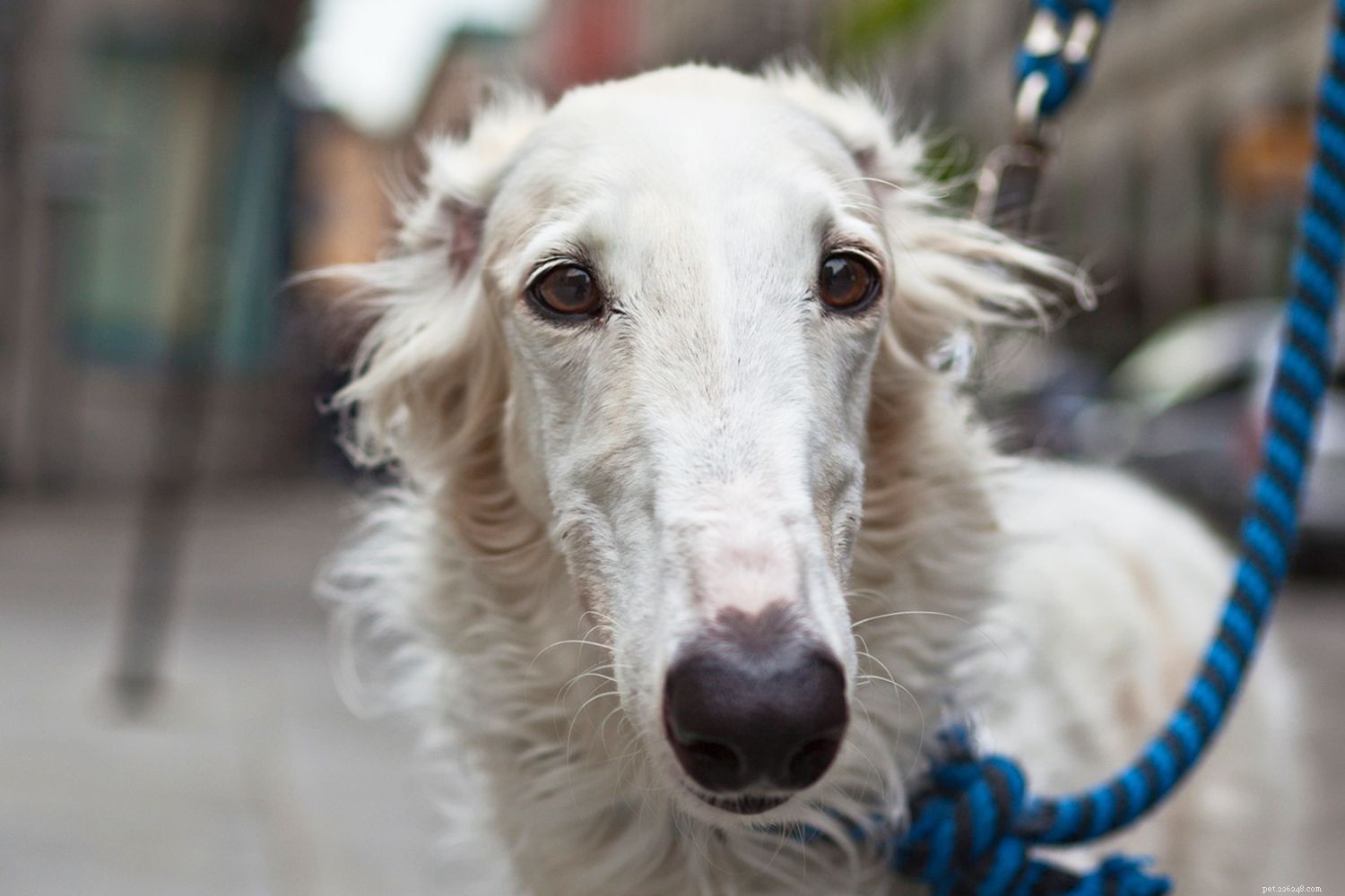 Barzoï :caractéristiques et soins des races de chiens