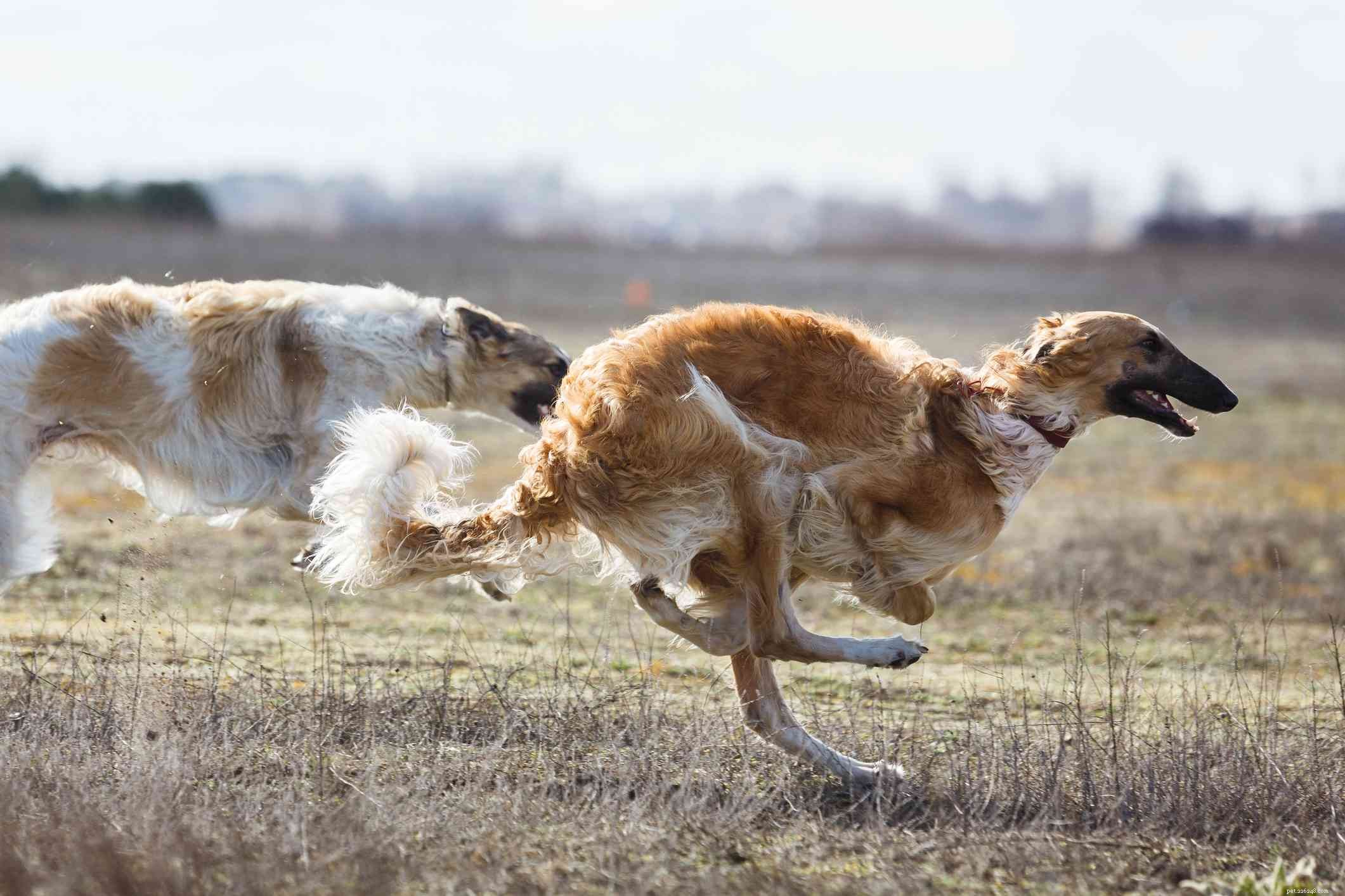 Borzoi:Hundrasegenskaper och skötsel