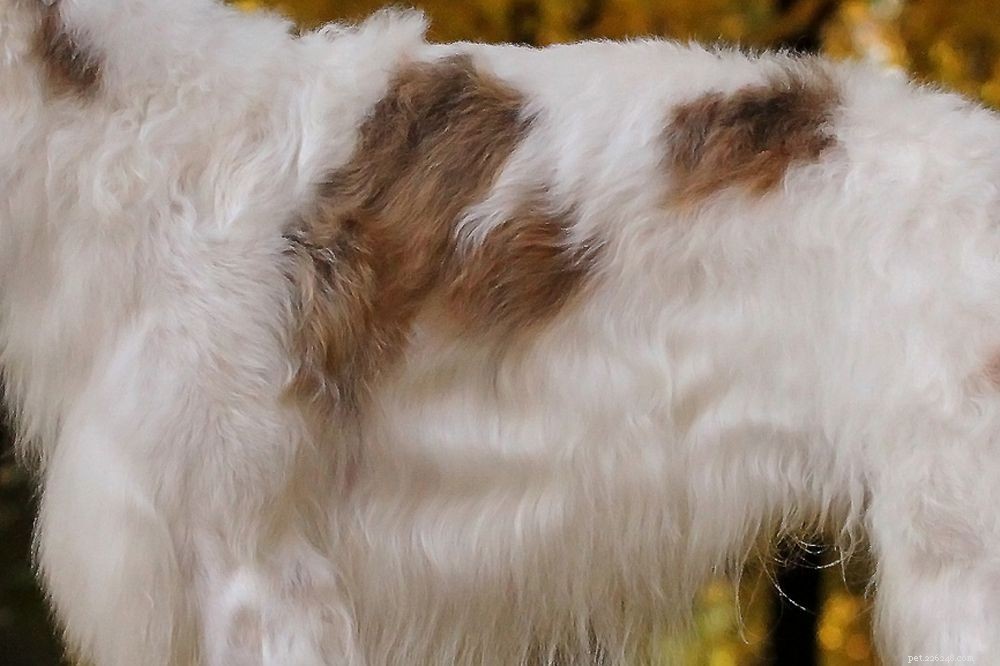 Borzoi:caratteristiche e cure della razza canina