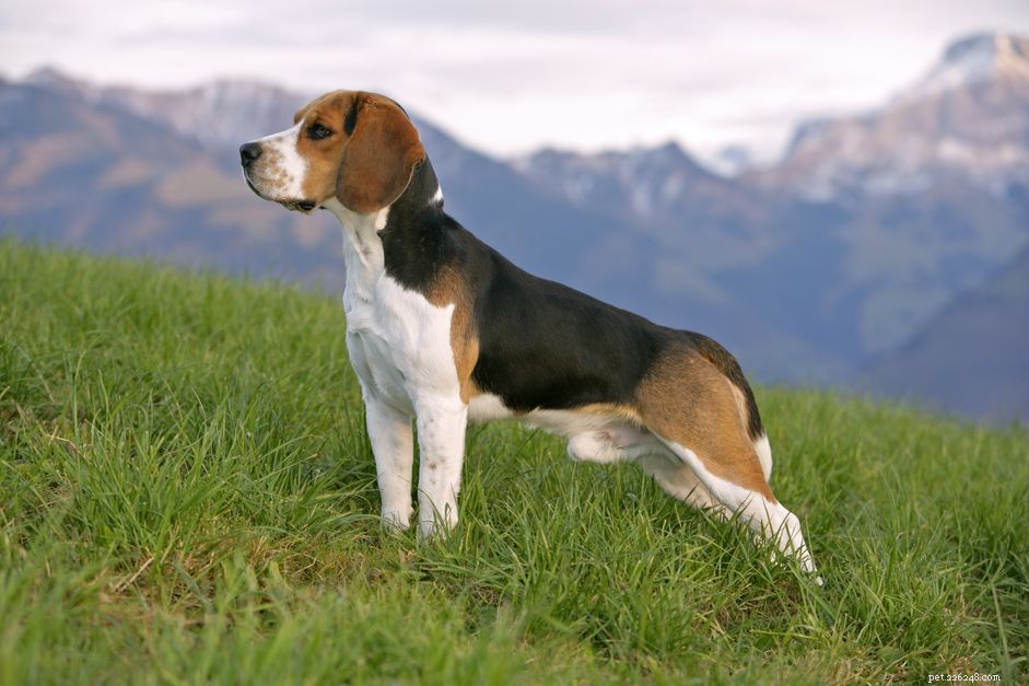 Beagle :caractéristiques et soins des races de chiens