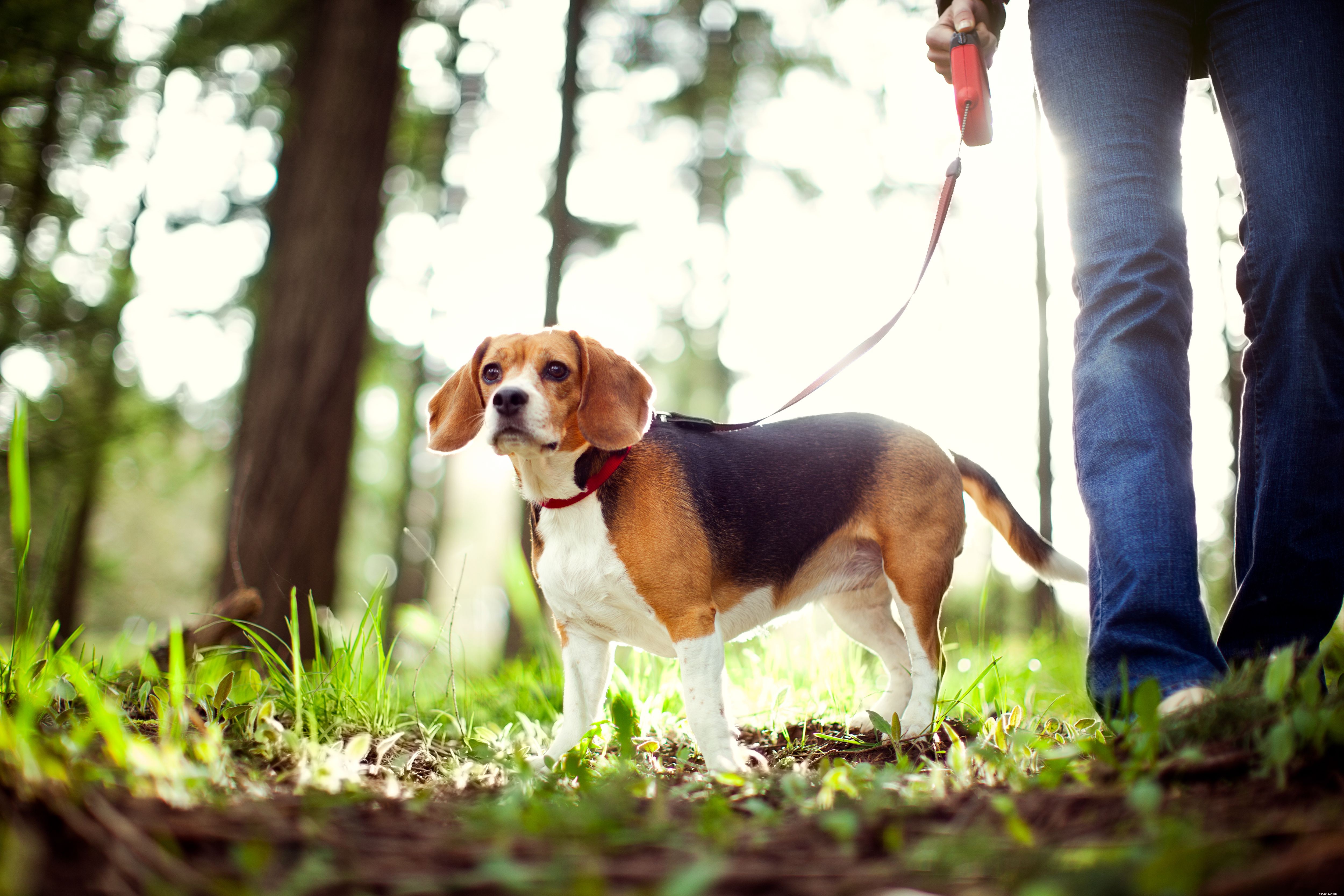 Beagle :caractéristiques et soins des races de chiens
