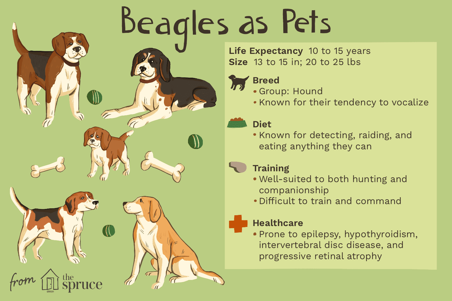 Бигль:характеристики породы собак и уход за ними