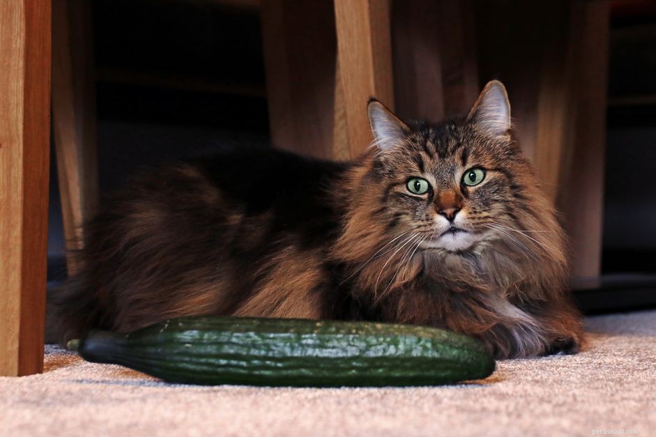 Waarom zijn katten bang voor komkommers?