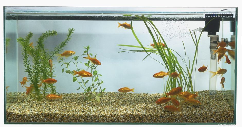 Tipos básicos de sistemas de filtragem de aquário