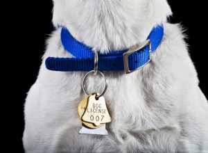 8 différents types de colliers pour chiens