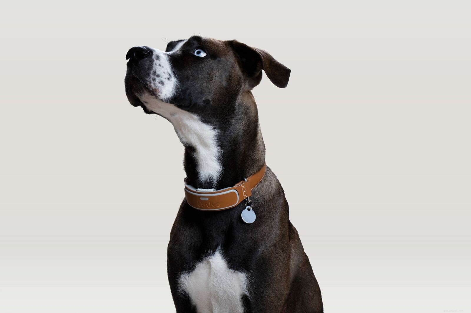 8 différents types de colliers pour chiens