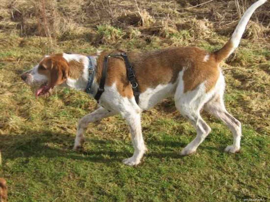 Amerikaans-Engelse Coonhound:kenmerken en verzorging van hondenrassen