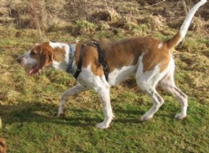 American English Coonhound：Dog Breed Features＆Care