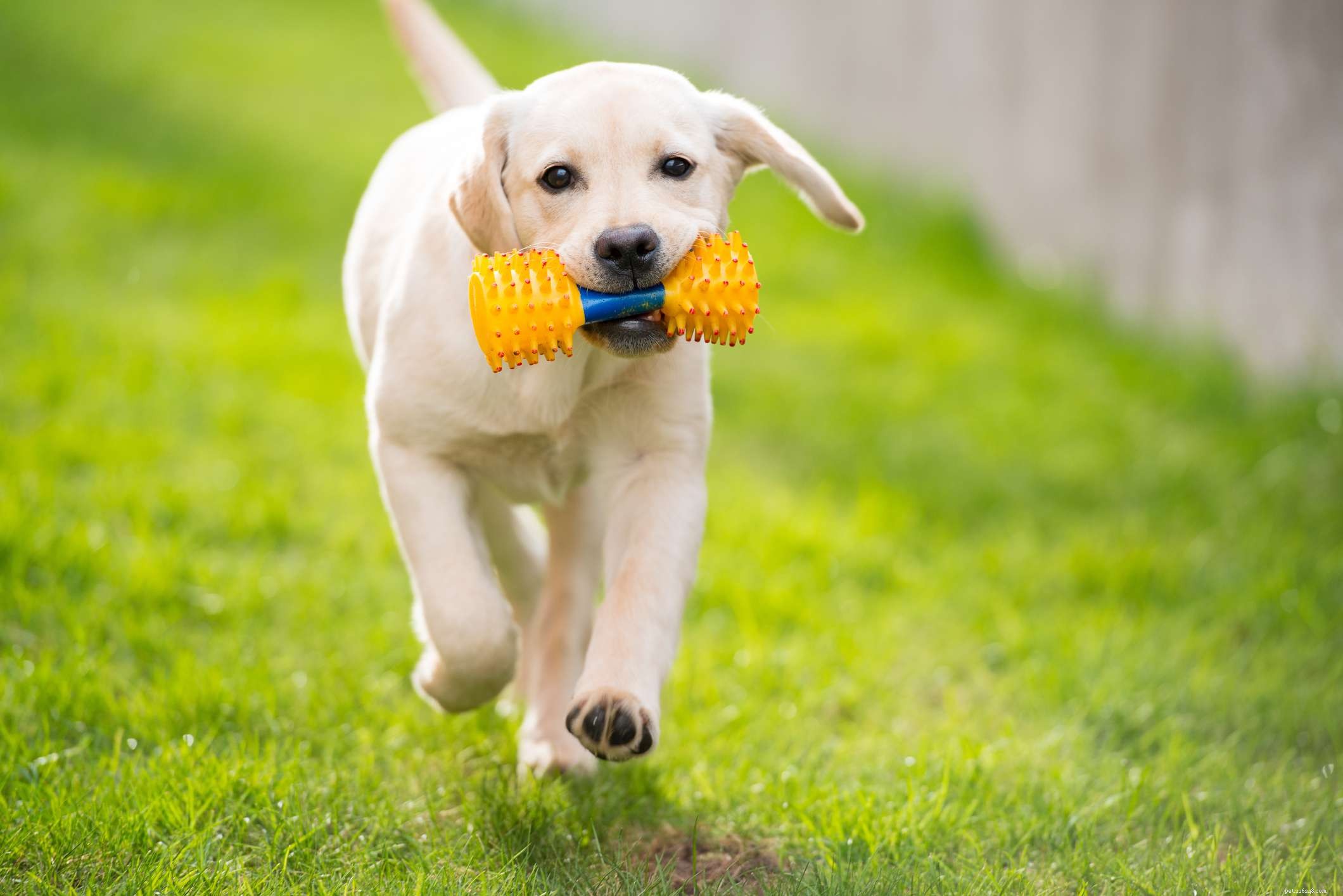 10 populäraste hundraser som gillar att leka