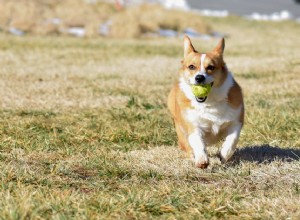 Les 10 meilleures races de chiens qui aiment jouer