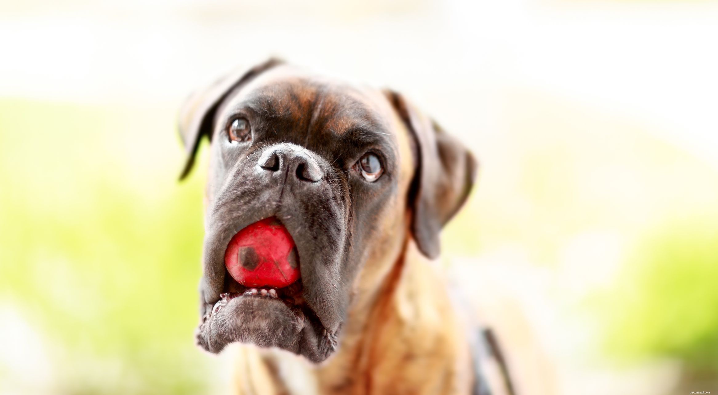 10 populäraste hundraser som gillar att leka