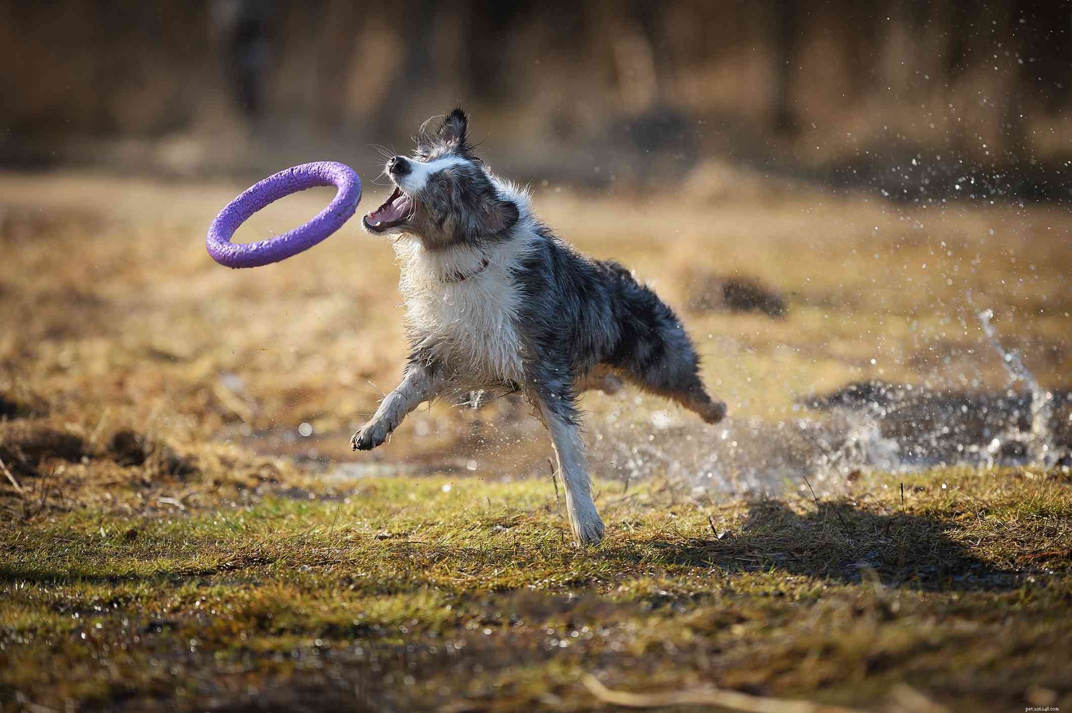 10 nejlepších psích plemen, která si ráda hrají