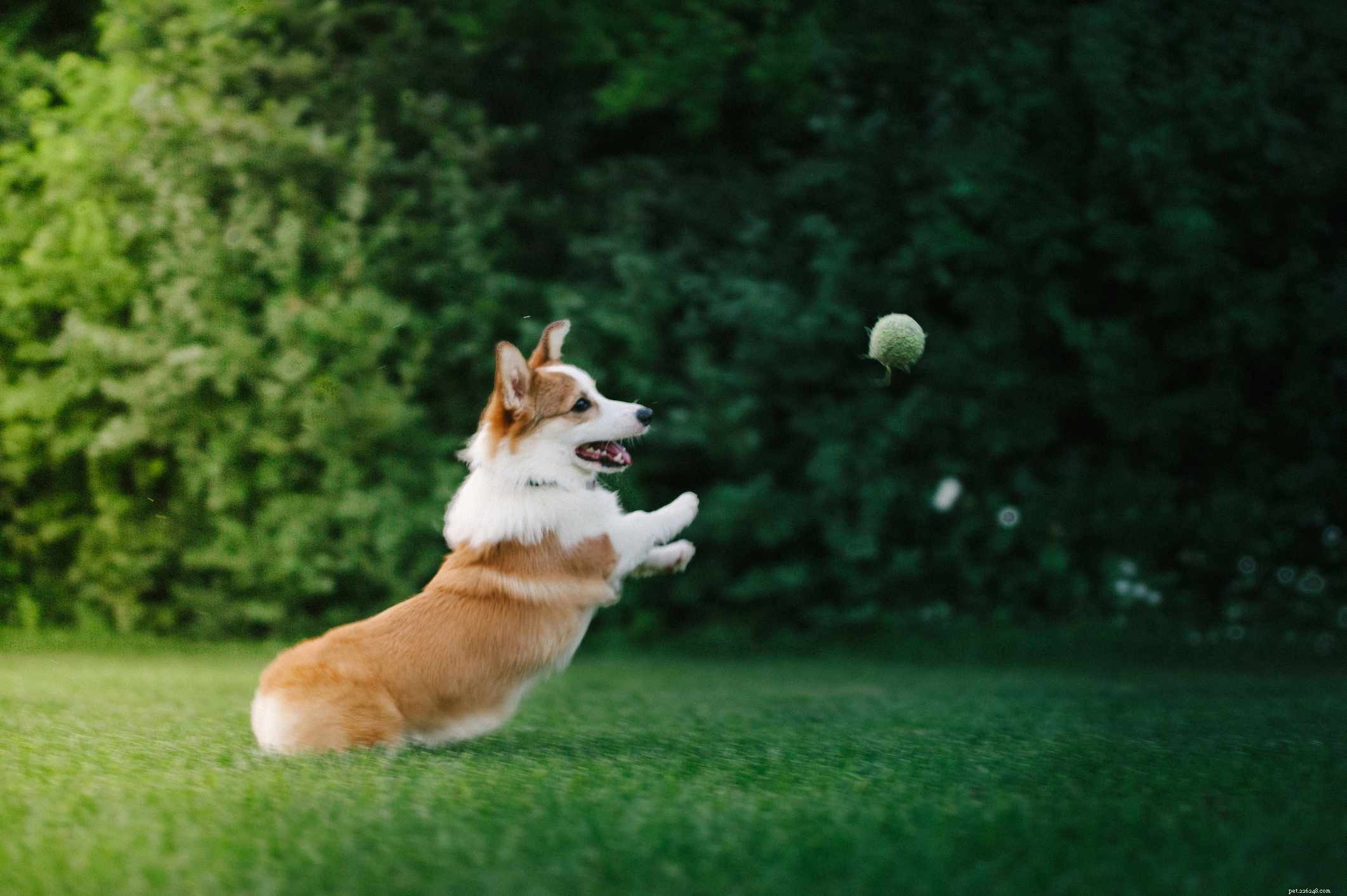 10 лучших пород собак, которым нравится играть