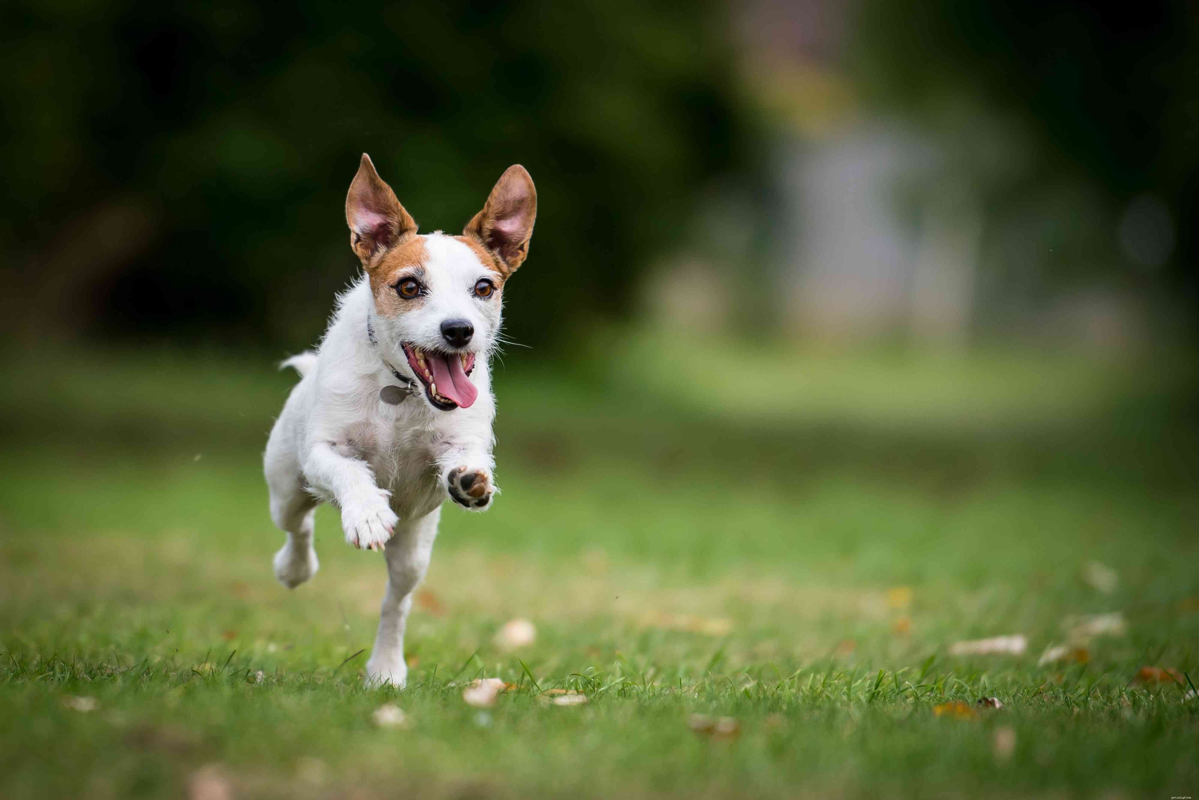 10 melhores raças de cães que gostam de brincar