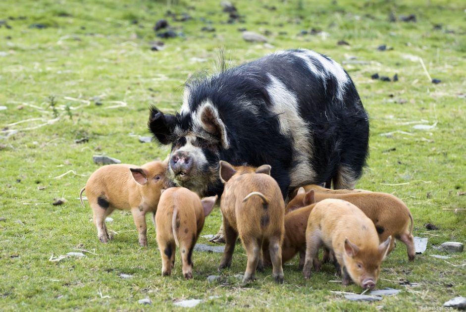 Kunekune 돼지는 이국적인 애완동물을 사육합니다