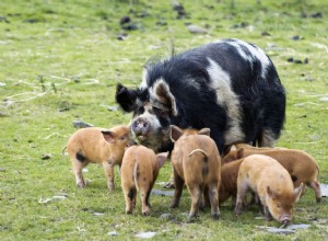 Свиньи кунекуне разводят экзотических домашних животных