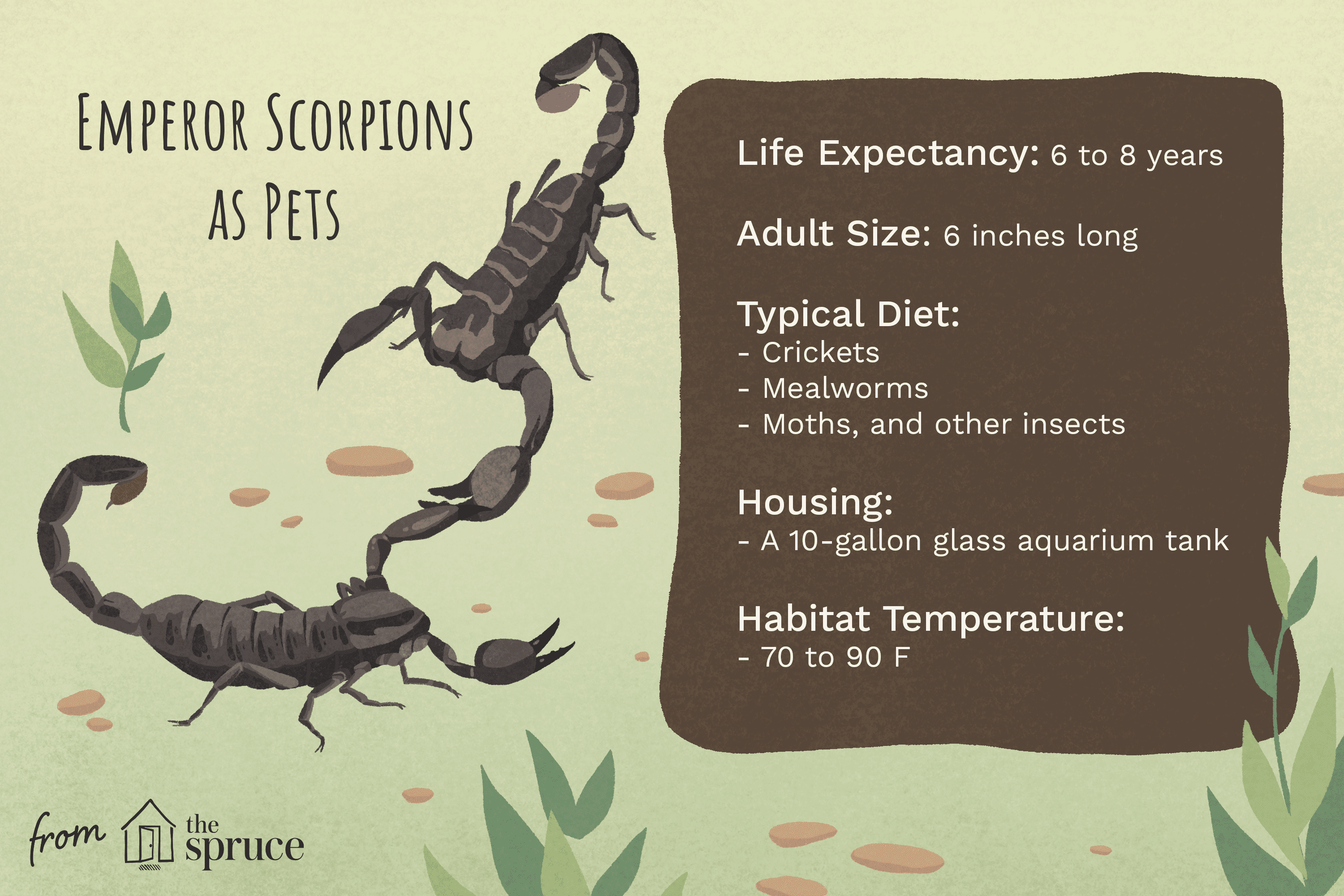 Bör du ha en kejsarskorpion som husdjur?