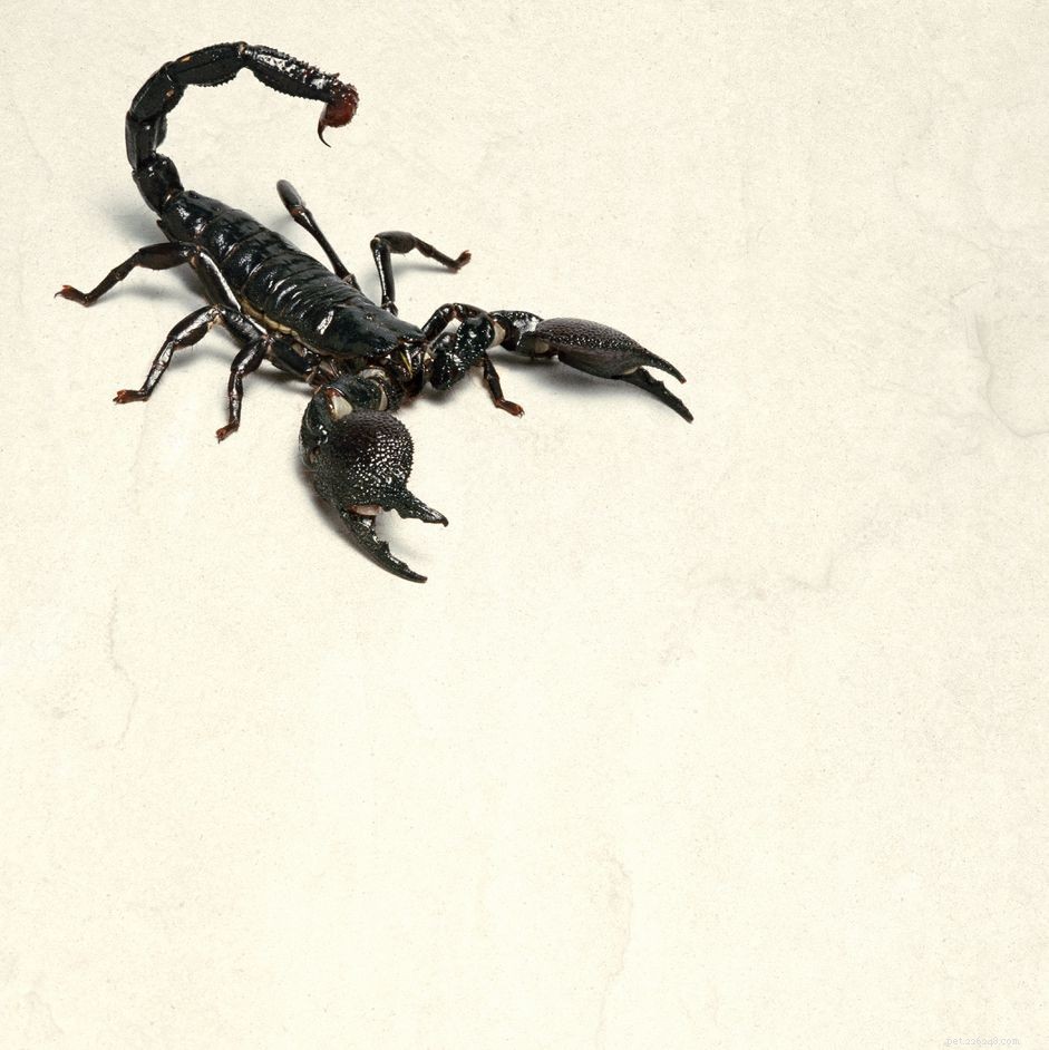 Bör du ha en kejsarskorpion som husdjur?