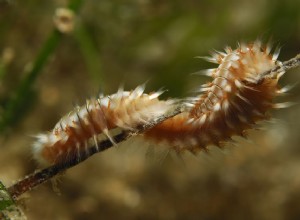 Tout sur les vers à poils (bénéfiques et nocifs)