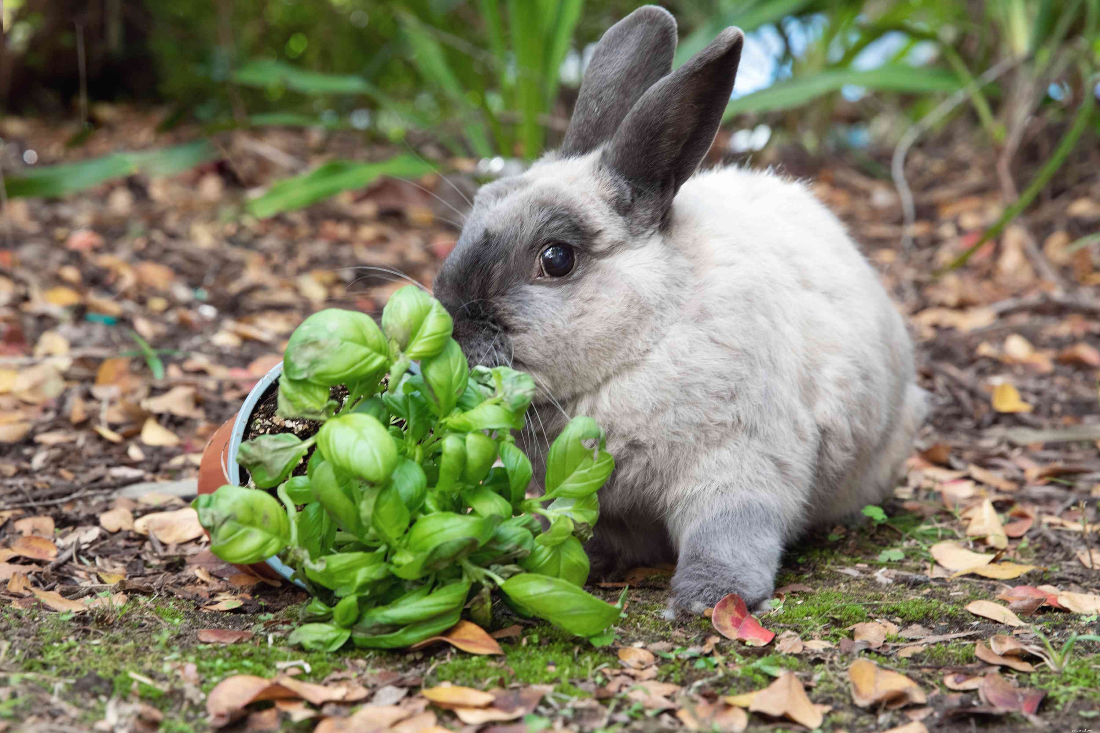 Legno sicuro e altre piante per conigli