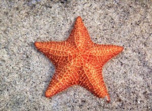 Acheter des étoiles de mer