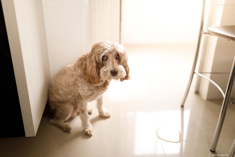 Vad du ska göra om din hund har UVI-symtom
