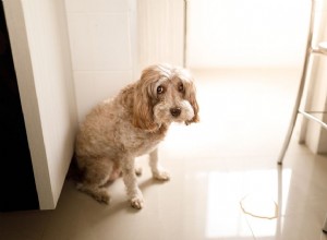 あなたの犬がUTI症状を持っている場合の対処法 