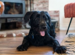 Tests pour prédire le tempérament et la personnalité des chiots