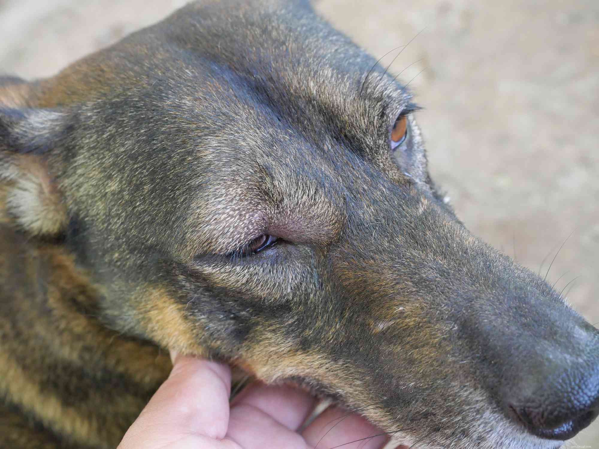 あなたの犬の目が腫れている場合の対処法 