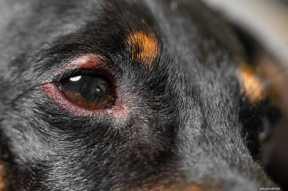 Co dělat, když je oko vašeho psa oteklé
