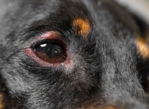 Que faire si l œil de votre chien est enflé