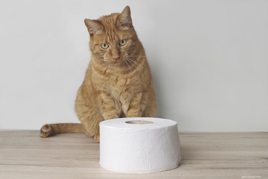 Hur man behandlar diarré hos katter
