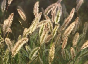 Comment protéger votre chien des sétaires et de l herbe de triche