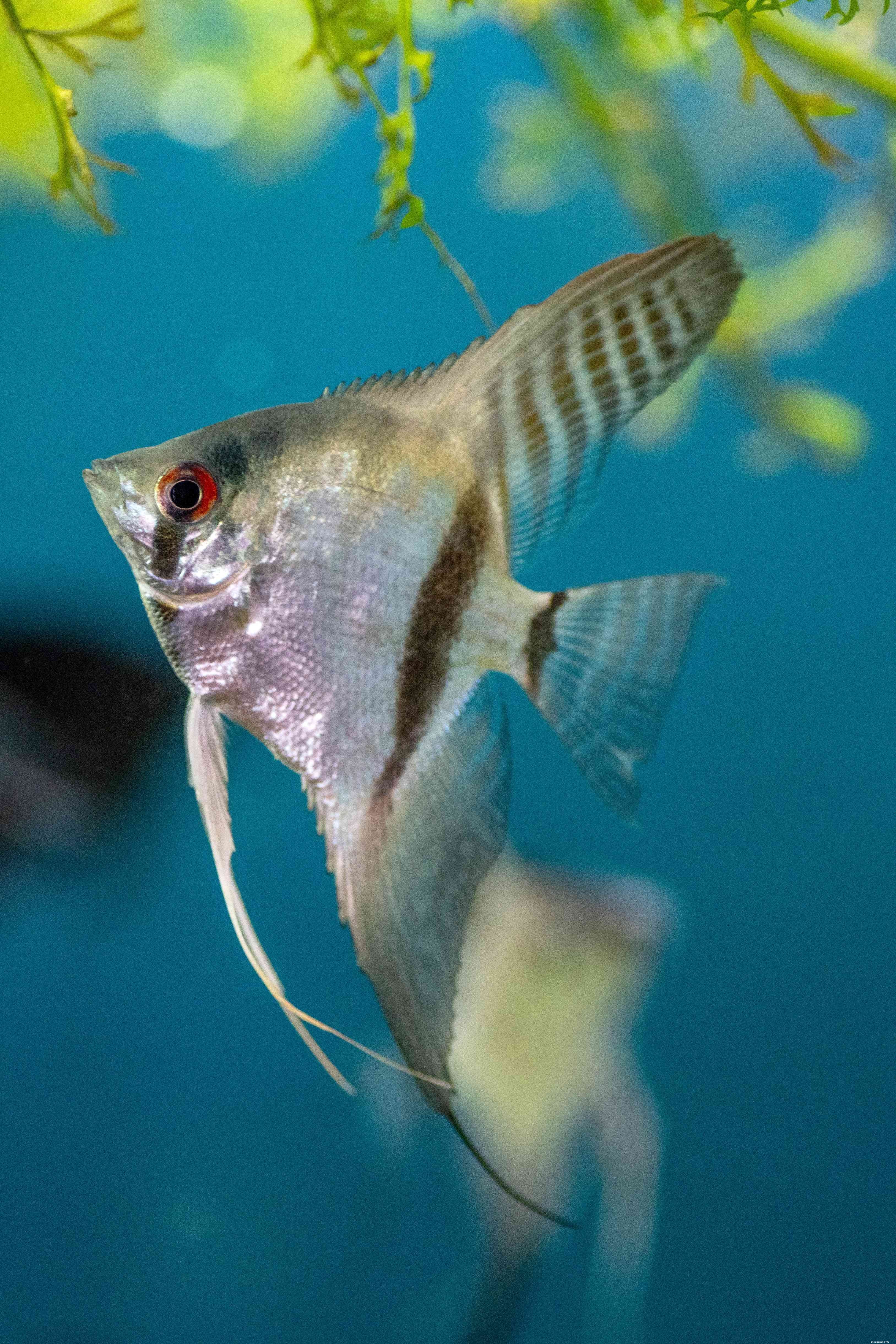10 nejlepších skalárů pro sladkovodní akvária