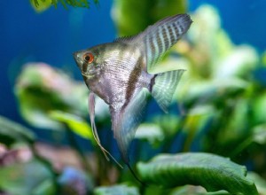 10 meilleurs poissons-anges pour les aquariums d eau douce