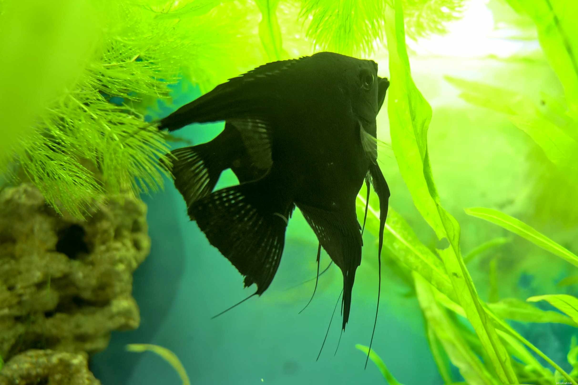 10 melhores peixes-anjo para aquários de água doce