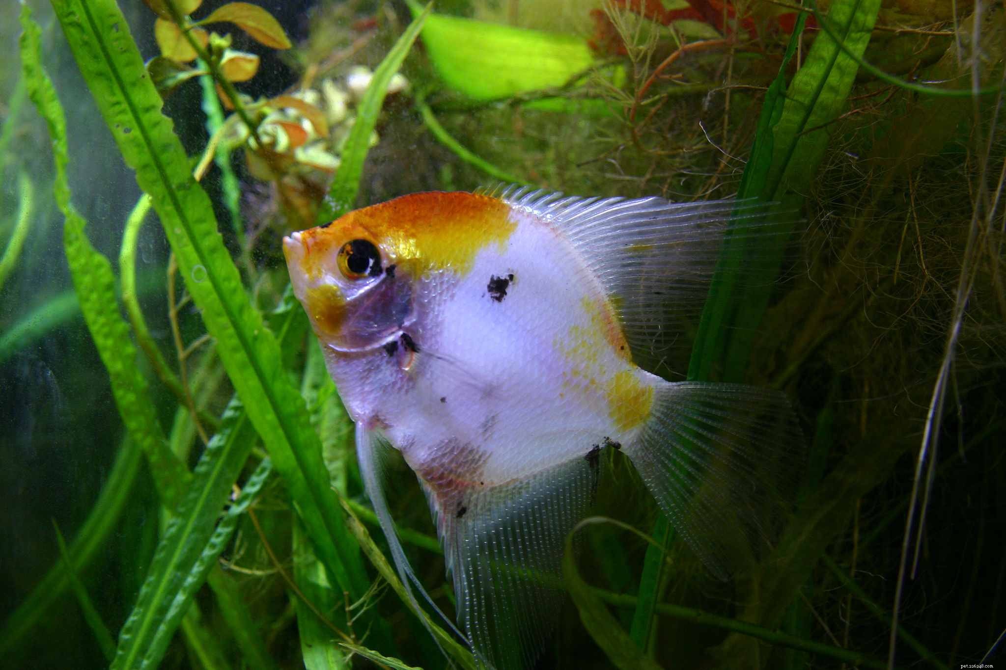10 meilleurs poissons-anges pour les aquariums d eau douce