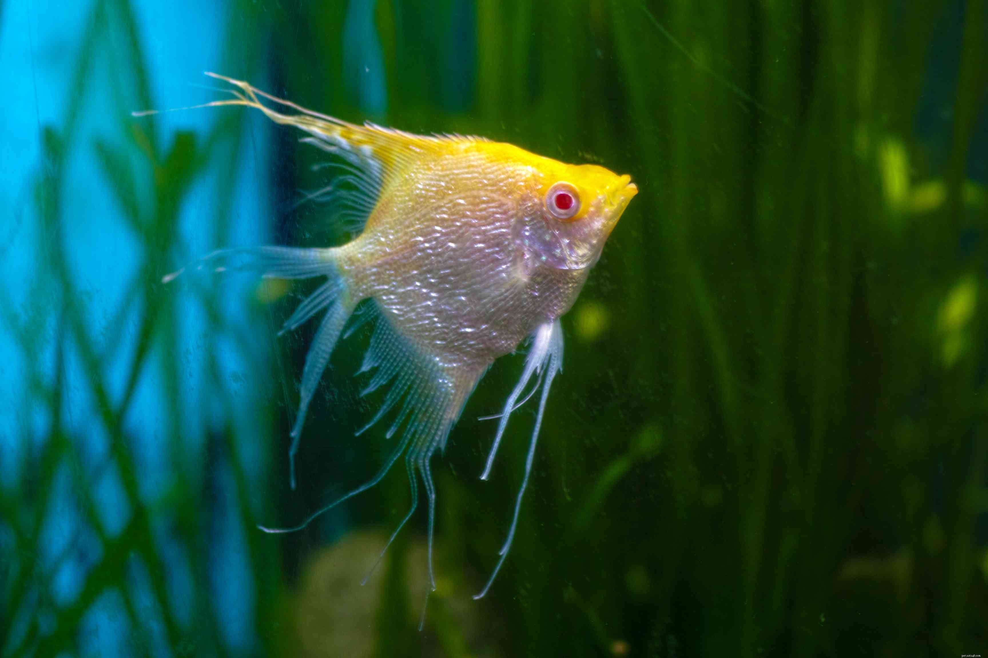 10 nejlepších skalárů pro sladkovodní akvária