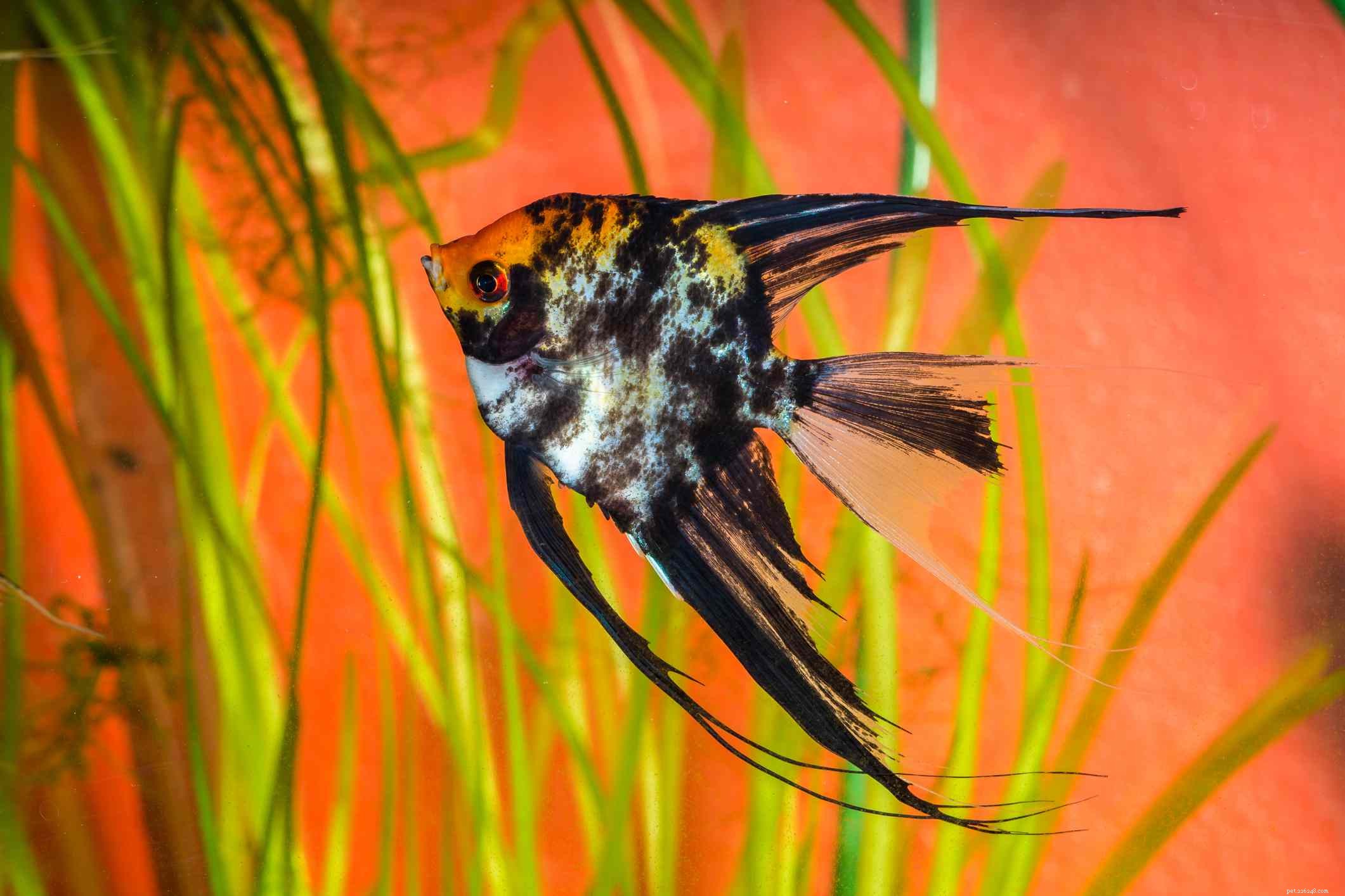 10 bästa Angelfish för sötvattensakvarium